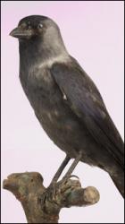 Jackdaw - Corvus monedula